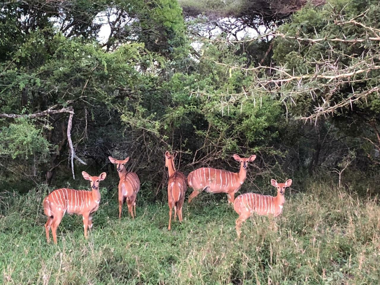 Msunduze River Lodge Mkuze Εξωτερικό φωτογραφία